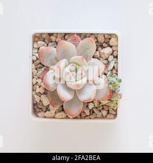 Schöne Echeveria elegans Potosina Sukulente Zimmerpflanzen auf weiß, Draufsicht Stockfoto