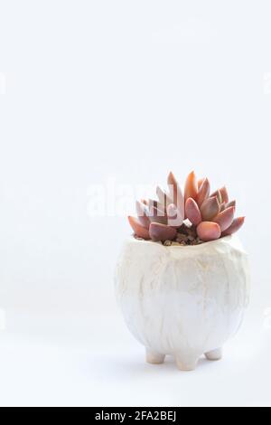 Seltene leuchtend orange und rote Sukulente Pflanze Echeveria Spica in Keramiktopf auf weißem Hintergrund mit Kopierfläche Stockfoto