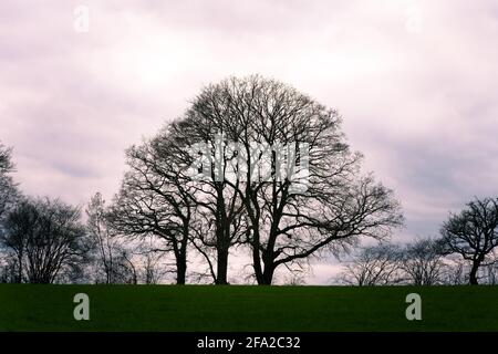 Baumsilhouetten in einem Feld gegen den Himmel auf einem Winterabend Stockfoto