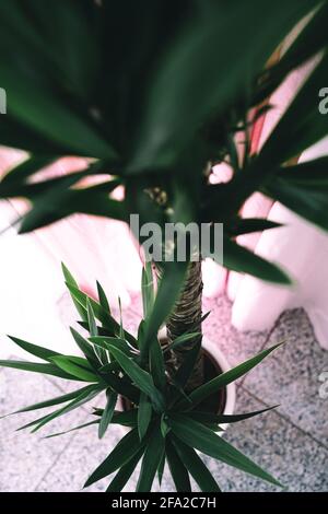 Eine Yucca-Palme steht drinnen vor einem rosa Vorhang. Detail- und Mittelaufnahmen zeigen die schönen grünen Blätter und den Stamm der Agave. Stockfoto