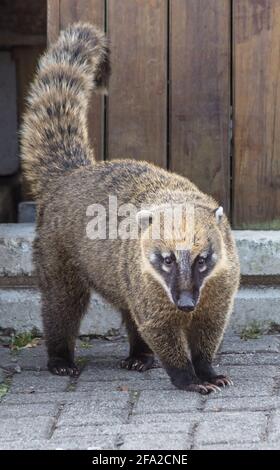 Vertikale Aufnahme eines niedlichen Stockfoto