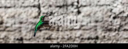 Panoramaaufnahme eines Kolibris an einer Wand Stockfoto