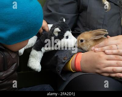 Ein Junge spielt mit einem Plüschtier Hund und ein Haustier Hase in einem Streichelzoo mit Mutter in der Hand Kaninchen Stockfoto