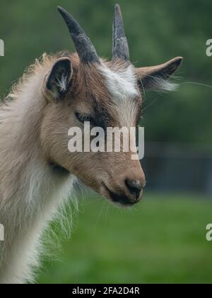 Porträt eines hübschen, isländischen Ziegenkindes Stockfoto
