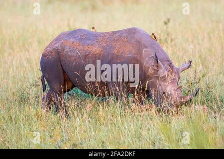 Schwarzes Nashorn grast auf der Savanne mit gelbem Ochsenspecht Stockfoto