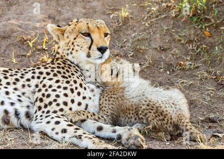 Das junge Geparden-Junge moosiert mit seiner Mutter auf der Savanne In Afrika Stockfoto