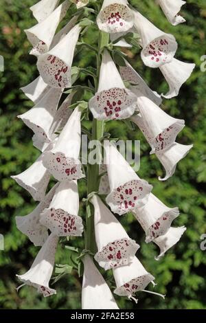 Nahaufnahme Digitalis Purpurea oder gewöhnliche Fuchshandschuhblume mit Weiß Cremefarbene Glocke in Form nach unten zeigt einen beliebten monokarpischen Garten biennale-Werk in Großbritannien Stockfoto