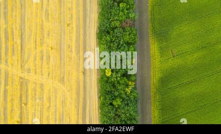 Luftaufnahme der grünen Maisfelder und ländlichen Felder nach der Ernte mit runden Stapel von goldenem Stroh werden in vielen Rollen für den Transport gesammelt. Stockfoto