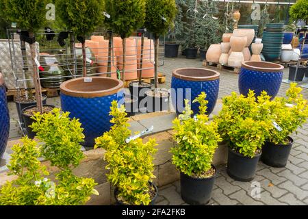 Verkauf von Sträuchern in Töpfen und verschiedenen Behältern im Gartencenter Stockfoto