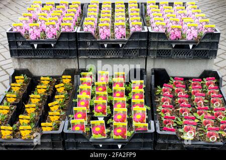 Topfkeimlinge von blühenden Stauden zum Verkauf in der Gartencenter, Frühling Display, Topfpflanzen Gartencenter Stockfoto