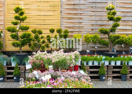 Sträucher in Containern zum Verkauf im Gartencenter Stockfoto