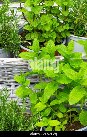 Mentha spicata Spearmint wächst in Korb kulinarische Kräuter Blätter Pflanzen Gartenkräuter English Mint Mentha viridis oder Makrele Mint Laub frische Blätter Stockfoto