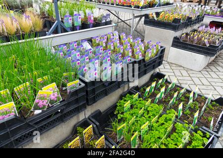 Mehrjährige Setzlinge in Kisten für den Verkauf in Ausstellungsräumen, Gartenzentrumspflanzen im Topf, Frühjahrsgärten Stockfoto