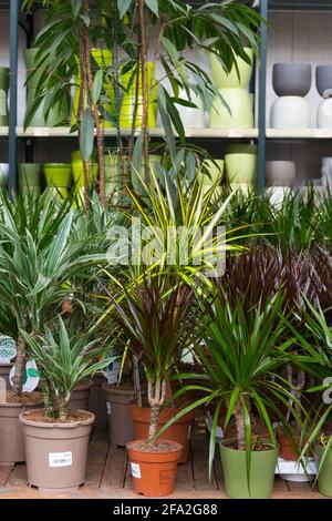 Zimmerpflanzen in Töpfen zum Verkauf im Gartencenter, Supermarktpflanzen Stockfoto