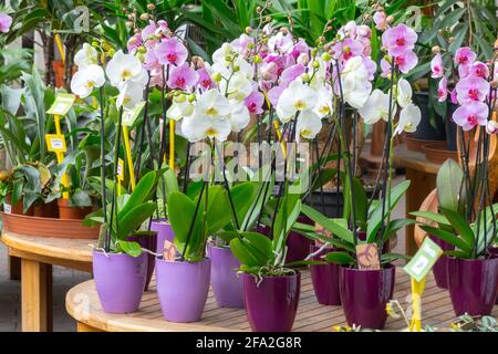 Phalaenopsis Orchidee in Töpfen, Gartenzentrumspflanzen zum Verkauf, Hauspflanzen Orchideen Stockfoto