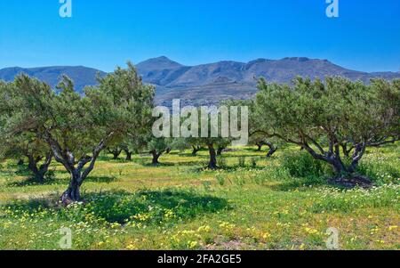 Blühendes Feld mit Olivenbäumen, Insel Kreta Stockfoto