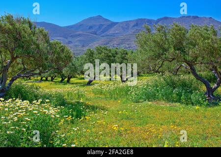 Blühendes Feld mit Olivenbäumen, Insel Kreta Stockfoto