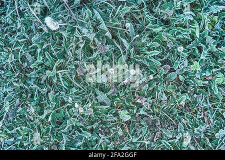 Grünes Gras, bedeckt mit frischem weißen Raureif, wächst im Garten Wiese in kalten frühen Herbstmorgen schließen obere Ansicht Stockfoto