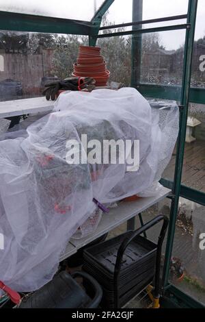 FROSTSCHUTZ AUS GARTENVLIES Stockfoto