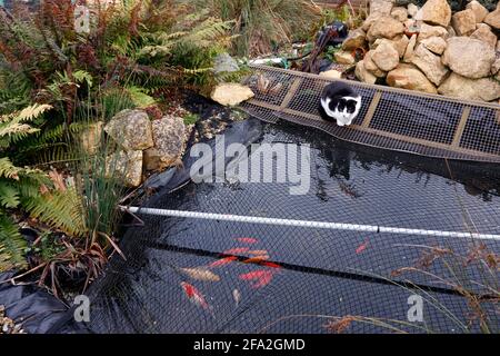 INLÄNDISCHER CAT, DER FISCHTEICH BEOBACHTET Stockfoto