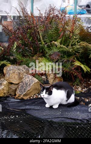 JUNGE HAUSKATZE AUF GARTENROCKEN Stockfoto