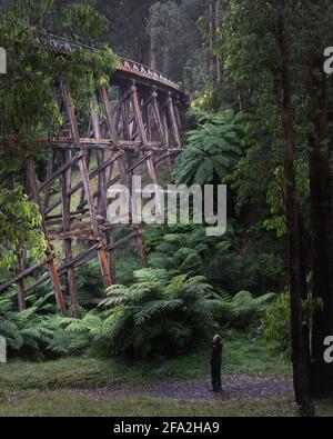 Noojee Trestle Bridge Stockfoto