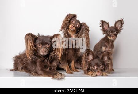 Schokoladenfarbener Vollblut-Russischer Spielzeugterrier. Gruppe von Tieren, Hunden, Familie der Großmutter, Großvater, Mutter und Welpe. Studioaufnahme isoliert auf Stockfoto