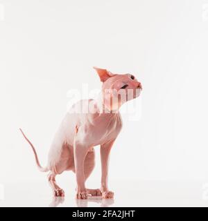 Niedliche sphynx Katze, Kitty posiert isoliert über weißem Studio Hintergrund in Neon Stockfoto