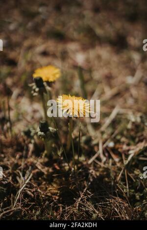 Vertikale Aufnahme von zwei gelben Dandelionen Stockfoto