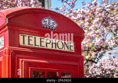Britische rote Telefondose und blühende Kirschbäume Stockfoto