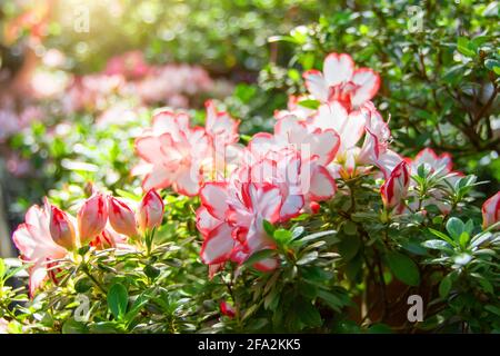 Blühender weißer, sanft rosa Rhododendron Azalea Frühling Stockfoto