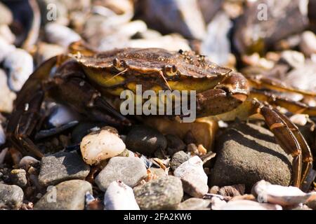Shore Crab - Carcinus maenas am Ufer zwischen Muscheln und Kieselsteinen. Stockfoto
