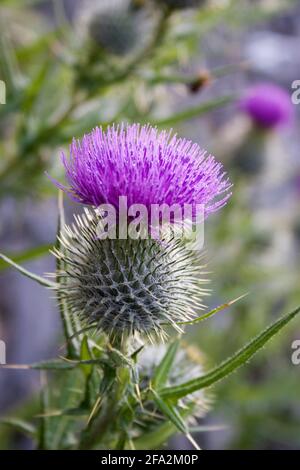 Lila blühende Schottendistel - Cirsium vulgare Stockfoto