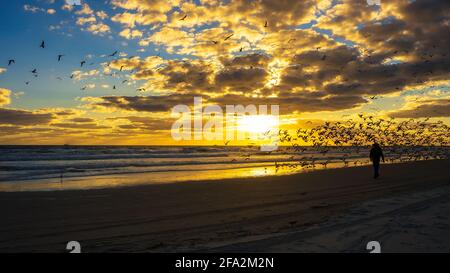 Mann, der durch eine Schar von Möwen auf dem Strand von Dayton läuft In Florida bei Sonnenuntergang Stockfoto