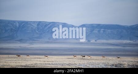 (210422) -- XINING, 22. April 2021 (Xinhua) -- das am 2. Dezember 2016 aufgenommene Aktenfoto zeigt Kiangs (Equus kiang) in Hoh XIL, der nordwestlichen Provinz Qinghai in China. Das Hotel liegt im südlichen Teil der Provinz Qinghai, der Region Sanjiangyuan oder der Quellen von drei Flüssen, nämlich dem Yangtze-Fluss, dem Gelben Fluss und dem Lancang (Mekong)-Fluss, ist eine wichtige ökologische Sicherheitsbarriere in China. In den letzten Jahren hat die Provinz Qinghai das ökologische Schutzprojekt in der Region gefördert, das sich auf die Wiederherstellung der Vegetation und den Bau von Grasland, Wüste, Feuchtgebiet sowie Fluss und See konzentriert Stockfoto