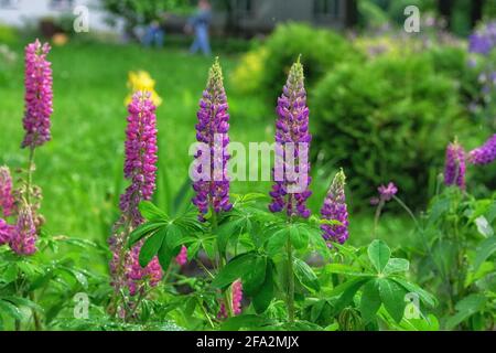 Lupinenblüten blühen mit einem Tropfen Regen. Frühlingshintergrund der Natur mit Lupinen und Regentropfen. Blühender Garten im Frühling. Stockfoto