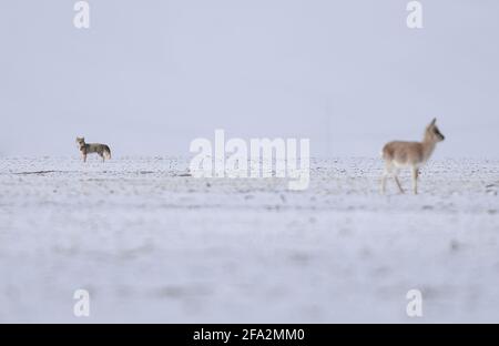 (210422) -- XINING, 22. April 2021 (Xinhua) -- das Foto vom 20. April 2021 zeigt einen Fuchs, der in Hoh XIL, der nordwestlichen chinesischen Provinz Qinghai, auf eine tibetische Antilope starrt. Das Hotel liegt im südlichen Teil der Provinz Qinghai, der Region Sanjiangyuan oder der Quellen von drei Flüssen, nämlich dem Yangtze-Fluss, dem Gelben Fluss und dem Lancang (Mekong)-Fluss, ist eine wichtige ökologische Sicherheitsbarriere in China. In den letzten Jahren hat die Provinz Qinghai das ökologische Schutzprojekt in der Region gefördert, wobei der Schwerpunkt auf der Wiederherstellung der Vegetation und dem Bau von Grünland, Wüste, Feuchtgebiet und riv liegt Stockfoto