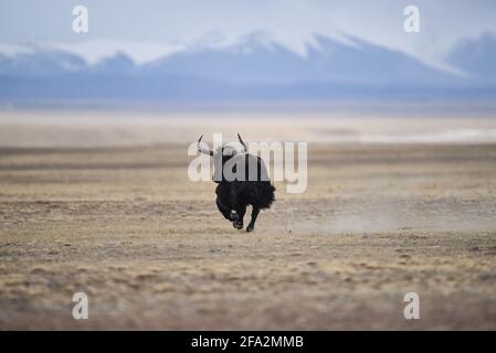 (210422) -- XINING, 22. April 2021 (Xinhua) -- das am 1. Dezember 2016 aufgenommene Aktenfoto zeigt einen wilden Yak in Hoh XIL, der nordwestlichen Provinz Qinghai in China. Das Hotel liegt im südlichen Teil der Provinz Qinghai, der Region Sanjiangyuan oder der Quellen von drei Flüssen, nämlich dem Yangtze-Fluss, dem Gelben Fluss und dem Lancang (Mekong)-Fluss, ist eine wichtige ökologische Sicherheitsbarriere in China. In den letzten Jahren hat die Provinz Qinghai das ökologische Schutzprojekt in der Region gefördert, das sich auf die Wiederherstellung der Vegetation und den Bau von Grünland-, Wüsten-, Feuchtgebieten sowie Fluss- und Seenökosystemen konzentriert Stockfoto