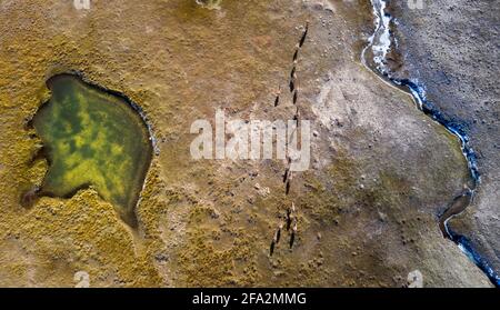 (210422) -- XINING, 22. April 2021 (Xinhua) -- Luftfoto vom 19. Oktober 2019 zeigt Kiangs (Equus kiang) in der Region Sanjiangyuan, nordwestlich der chinesischen Provinz Qinghai. Das Hotel liegt im südlichen Teil der Provinz Qinghai, der Region Sanjiangyuan oder der Quellen von drei Flüssen, nämlich dem Yangtze-Fluss, dem Gelben Fluss und dem Lancang (Mekong)-Fluss, ist eine wichtige ökologische Sicherheitsbarriere in China. In den letzten Jahren hat die Provinz Qinghai das ökologische Schutzprojekt in der Region gefördert, wobei der Schwerpunkt auf der Wiederherstellung der Vegetation und dem Bau von Grünland, Wüste und Feuchtgebieten liegt Stockfoto