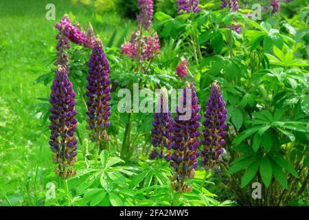 Violette Lupine blüht mit einem Tropfen Regen. Frühlingshintergrund der Natur mit Lupinen. Blühender Garten im Frühling. Stockfoto