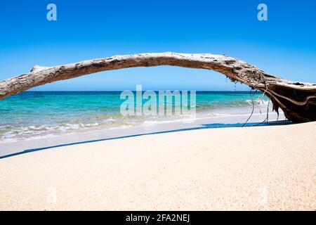 Baum an einem karibischen Strand Stockfoto