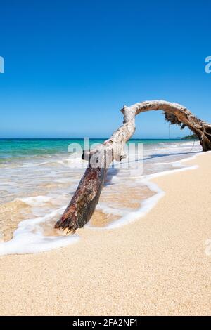 Baum an einem karibischen Strand Stockfoto