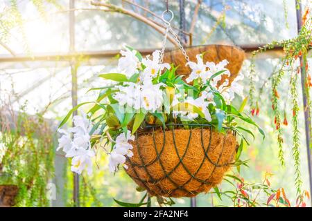 Weiße Coelogyne-Orchidee in einem hängenden Kokosnusstopf im Gewächshaus eines subtropischen Gartens Stockfoto