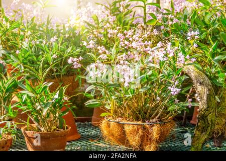 Coelogyne Orchidee in einem hängenden Kokosnusstopf, im Gewächshaus eines subtropischen Gartens Stockfoto