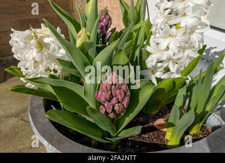 Nahaufnahme von weißen und rosa Hyazinthen Hyazinthen Pflanzen Blumen wachsen in einem Topf im Frühjahr England UK United Königreich GB Großbritannien Stockfoto