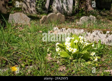 Primeln wachsen unter den versunkenen alten Grabsteinen neben den Ruinen der St. John the Evangelist's Church aus dem 17. Jahrhundert in der Old Church Lane in Stanmor Stockfoto