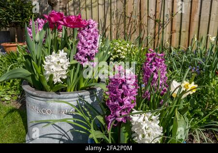 Nahaufnahme von weißen und rosa Hyazinthen und Tulpenhyazinthen Tulpen Blumen wachsen in Töpfen im Frühjahr England Großbritannien Vereinigtes Königreich GB Großbritannien Stockfoto