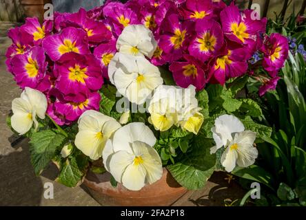 Nahaufnahme von weißen und rosafarbenen primula-Primueln und Stiefmütterchen, die im Frühjahr in Töpfen wachsen England Vereinigtes Königreich GB Großbritannien Stockfoto