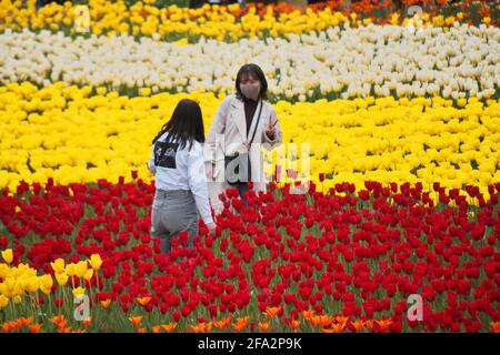 Tonami, Japan. April 2021. Am Donnerstag, den 22. April 2021, fotografieren Besucher auf der '70. Tonami Tulip Fair' im Tonami Tulip Park in Tonami, Präfektur Toyama, Japan. Drei Millionen bunte Tulpen in 600 verschiedenen Sorten blühen im Park. Foto von Keizo Mori/UPI Credit: UPI/Alamy Live News Stockfoto