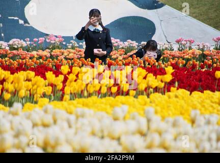 Tonami, Japan. April 2021. Besucher besuchen am Donnerstag, den 22. April 2021, die „70. Tonami Tulip Fair“ im Tonami Tulip Park in Tonami, Präfektur Toyama, Japan. Drei Millionen bunte Tulpen in 600 verschiedenen Sorten blühen im Park. Foto von Keizo Mori/UPI Credit: UPI/Alamy Live News Stockfoto